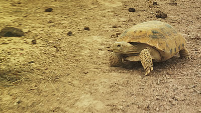 La tortue du Bolson : du symbole de la réserve à un enjeu de préservation collectif 
